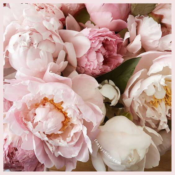 Village Candle Fresh Cut Peony Review: A Beautiful Spring and delicate peony 1. Fragrance Village Candle Fresh Cut Peony features a floral and feminine scent reminiscent of a bouquet of freshly cut peony.