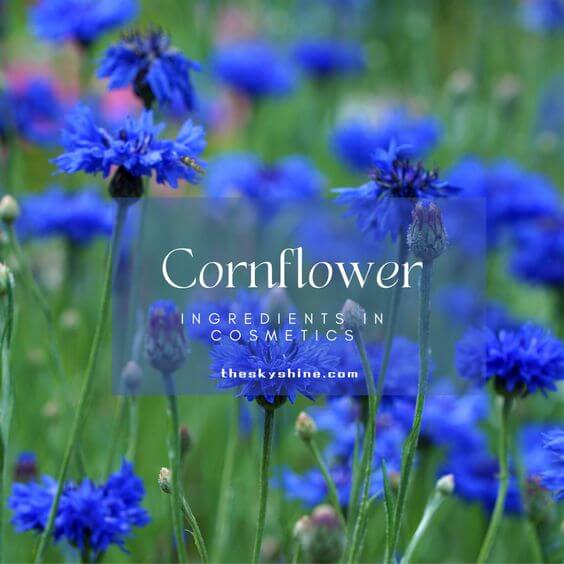 Understanding Cornflower Ingredients in Cosmetics: A Comprehensive Guide