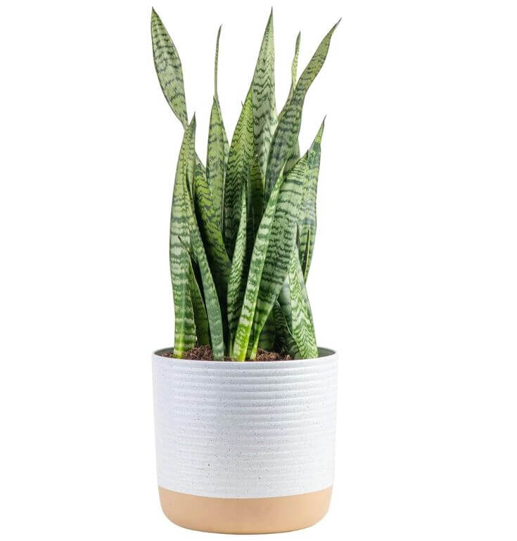 The Color Green: A Versatile Home Decor Option 2. Health and Well-being, Green houseplants can improve indoor air quality, while botanical prints promote a sense of vitality and harmony in your home.
Costa Farms Snake Plant Air Purifying Succulent Plant in Soil